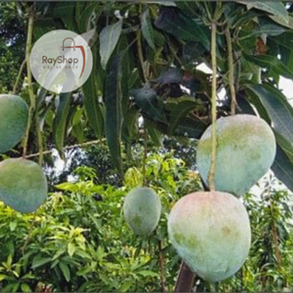 20 kg বারি-৪ | Bari-4
