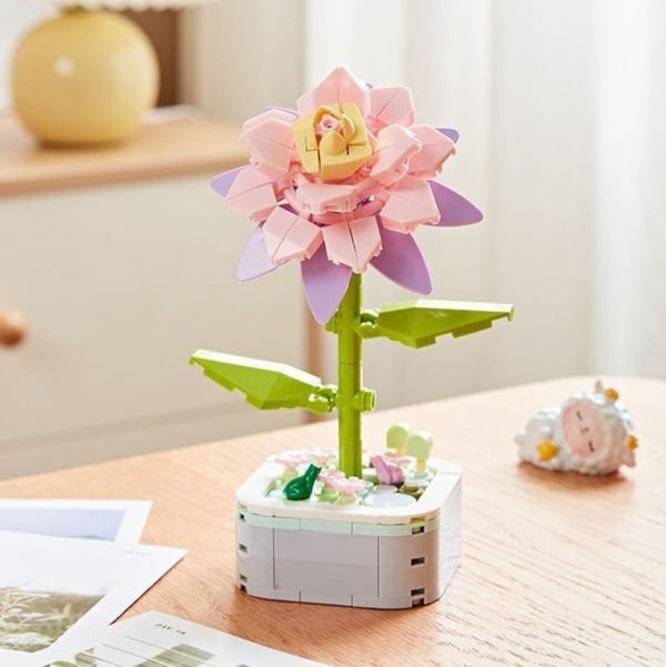 Pink Epiphyllum potted plant