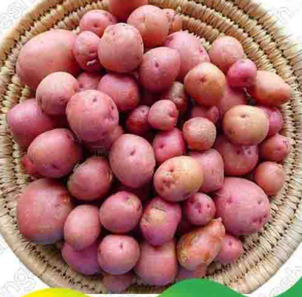 লাল গোল আলু – Potato (পটেটো)/  ১ কেজি