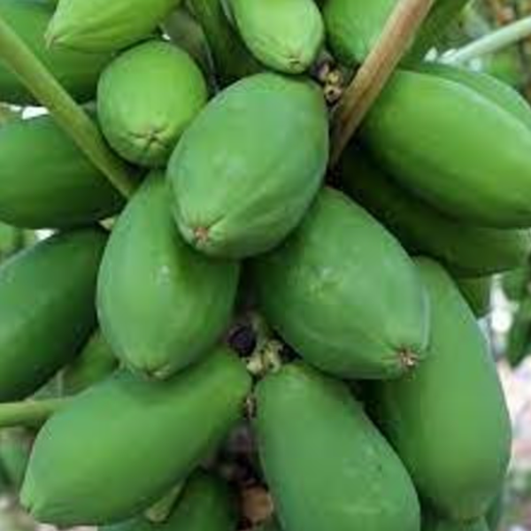 কাঁচা পেঁপে – Green Papaya (গ্রীন পাপ্যায়া)/ ১ কেজি
