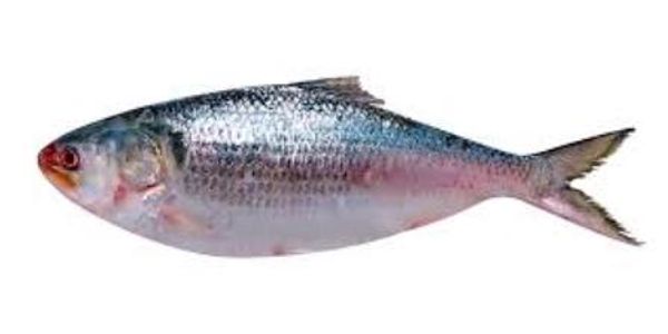 ইলিশ ১ কেজি সাইজ