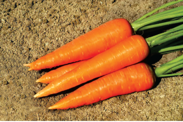 গাঁজর – Carrot (ক্যারট) / ১ কেজি