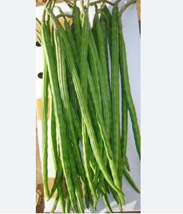 সাজনা – Drum Stick (ড্রাম স্টিক) / ~ ২৫০ গ্রাম (এক মুটা )