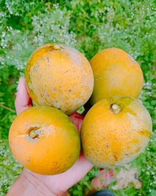 খিরসাপাত (হিমসাগর)