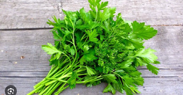 ধনেপাতা (Coriandrum sativum) / ~ ১ মুঠো  (আনুমানিক ১২০ থেকে ১৫০ গ্রাম )