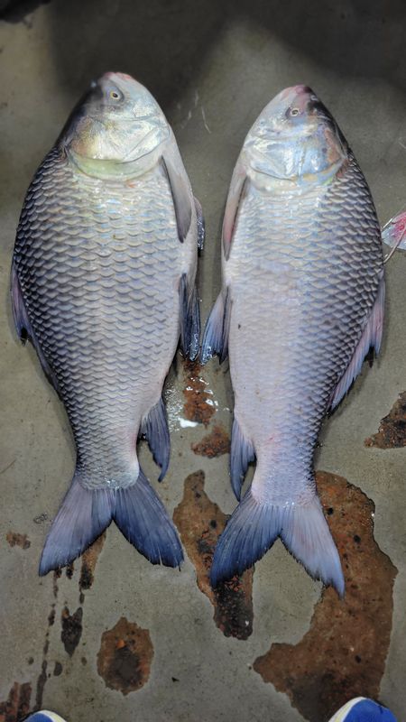 নদীর কাতল (বিগ সাইজ)