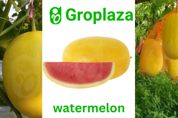 হাইব্রিড জাতের হলুদ তরমুজ বীজ । F1 Hybrid yellow colour watermelon seeds