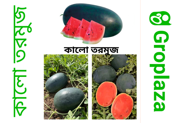 হাইব্রিড জাতের কালো তরমুজ বীজ । F1 Hybrid black watermelon seeds