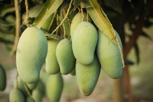 আম(রূপালি-1kg)কার্বাইড মুক্ত