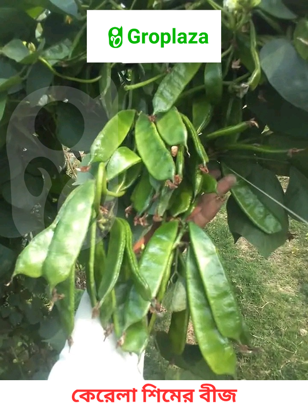 কেরেলার সিমর / শিমের বীজ । Kerala Sim seeds