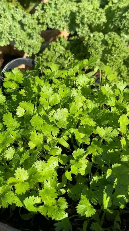 ধনিয়া বীজ / Coriander Seeds