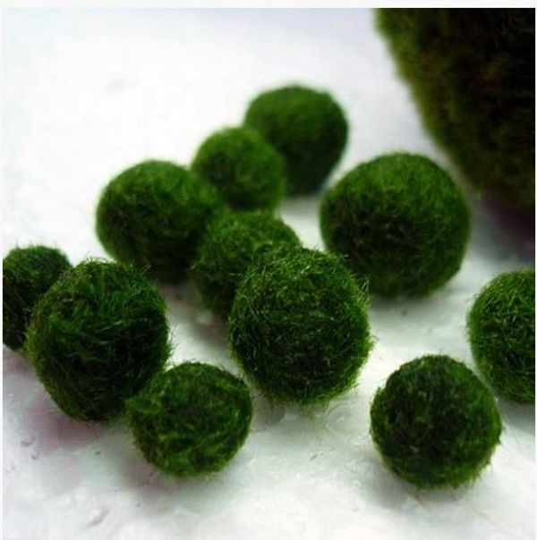 Moss ball (small size) 1 piece