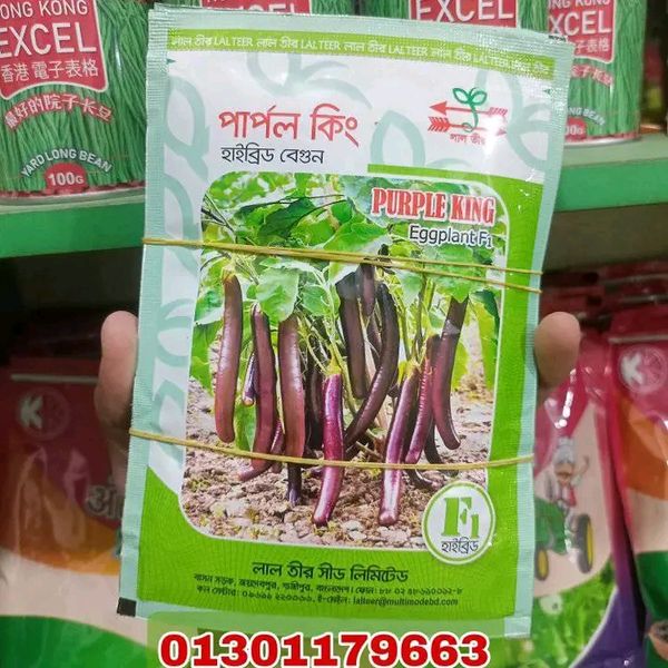 হাইব্রিড বেগুন পার্পল কিং। Purple King Eggplant F1