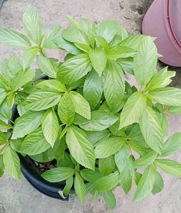 দেশি পাট শাক বীজ