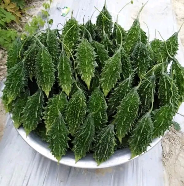 হাইব্রিড জাতের ছোট সাইজের করলা বীজ