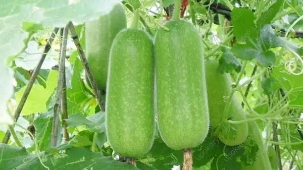হাইব্রিড চাল কুমড়ার বীজ