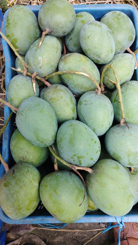 গোবিন্দভোগ আম