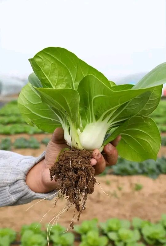 বাটি শাকের বীজ