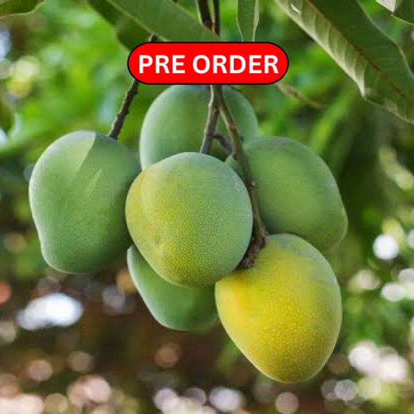 হিমসাগর আম | Himsagor Mango | ২০ কেজি {প্যাকেজিং এবং ডেলিভারিসহ}