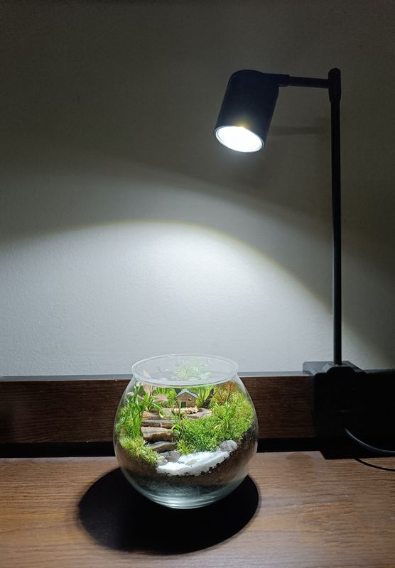 Round jar terrarium