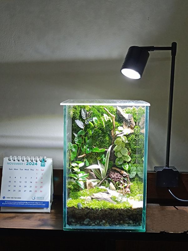 Square terrarium ( 6/6/8)