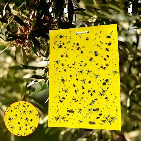 সবজি ফসলের জন্য হলুদ আঠালো ফাঁদ । Yellow glue trap For vegetable