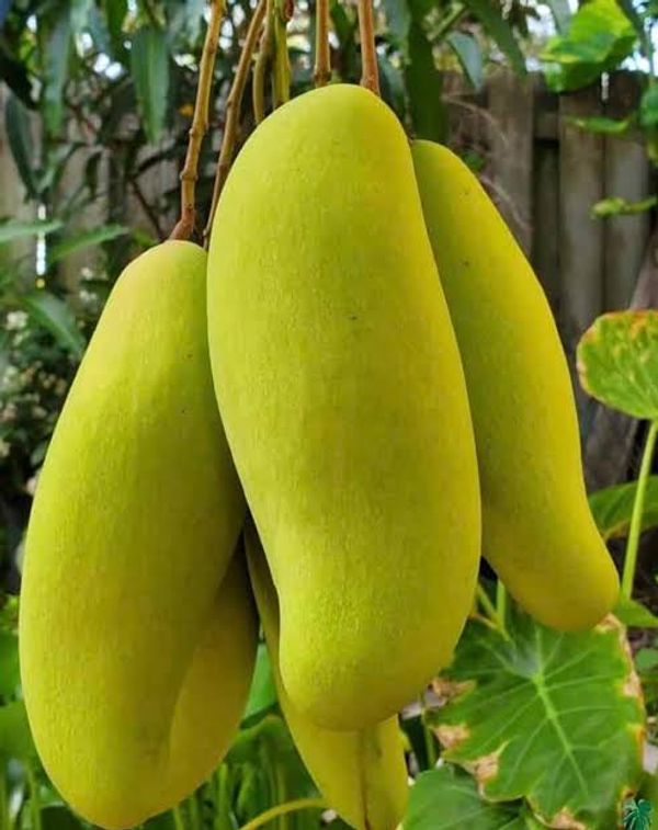 ব্যানানা আম