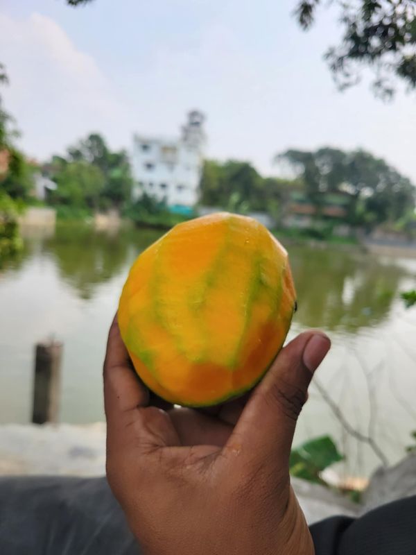 গোবিন্দভোগ আম ২৫ কেজি পয়েন্ট ডেলিভারি - Image 3