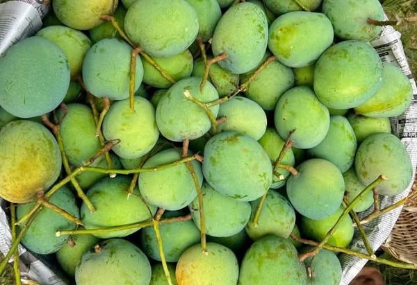 গোবিন্দভোগ আম ২৫ কেজি পয়েন্ট ডেলিভারি - Image 2