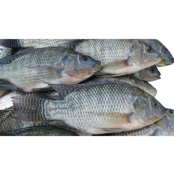 Telapia Fish 1kg (তেলাপিয়া মাছ)