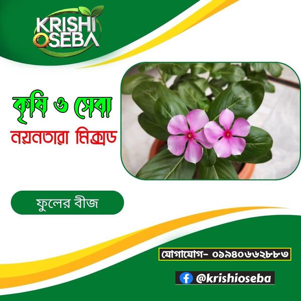 উচ্চ ফলনশীল নয়নতারা ফুল বীজ