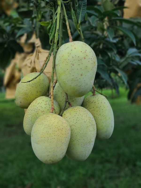Premium Gouromoti Mango - 10 Kg Crate - Currier Pickup