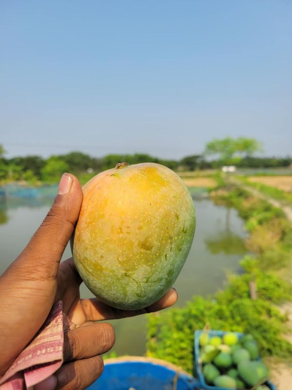 গোপালভোগ আম ২৫ কেজি পয়েন্ট ডেলিভারি - Image 2