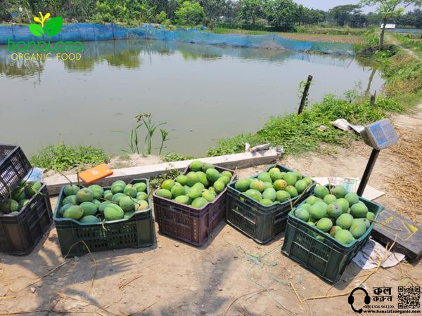 গোপালভোগ আম ২৫ কেজি পয়েন্ট ডেলিভারি - Image 3