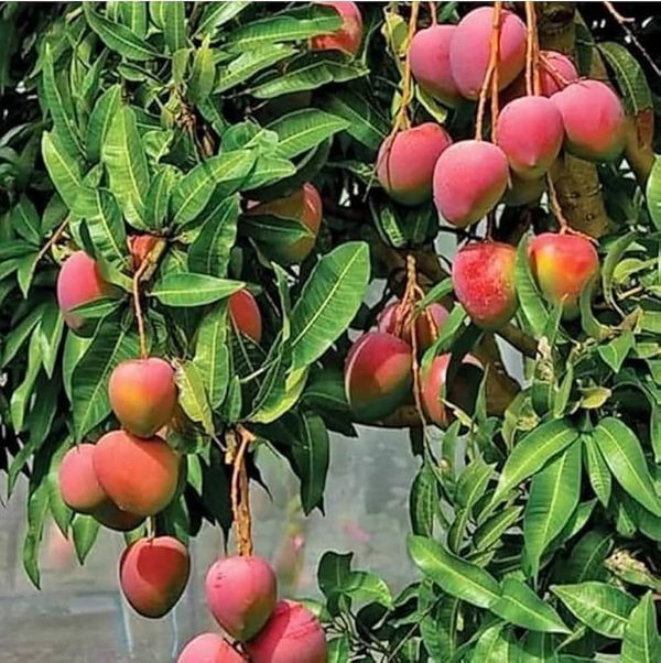 আমেরিকান রেড পালমার