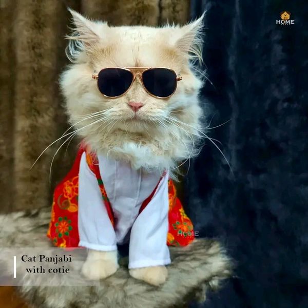 Cat panjabi(custom)