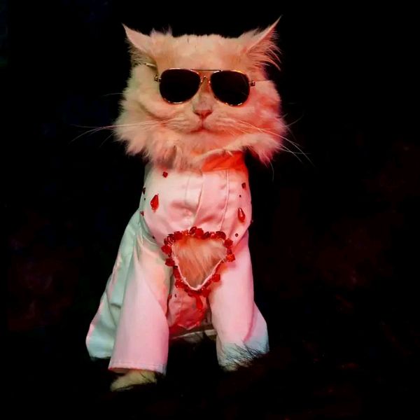 Cat panjabi(custom)