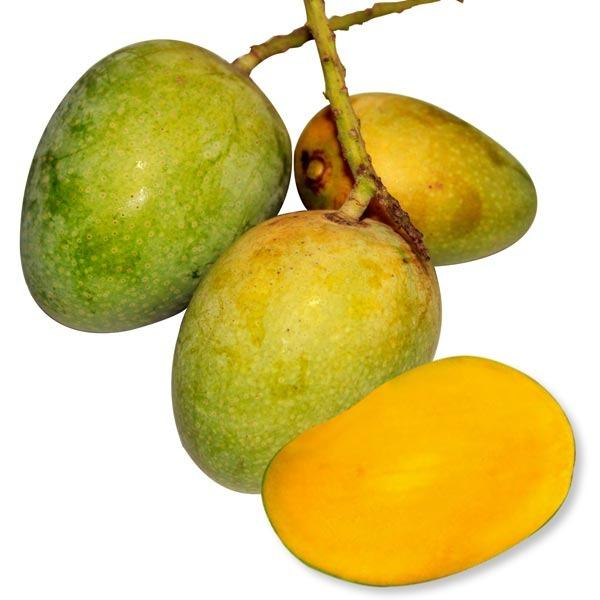 সাতক্ষীরার গোবিন্দভোগ আম