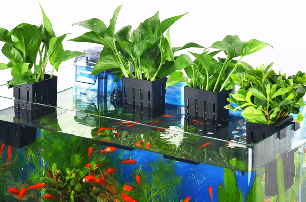Aquarium plant holder