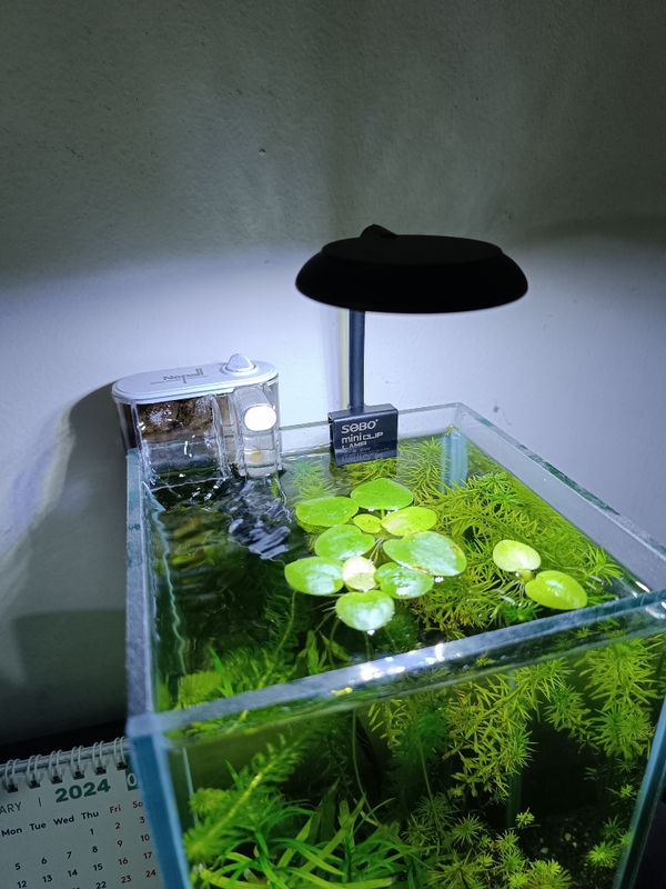 mini clip lamp ( 5 watt)