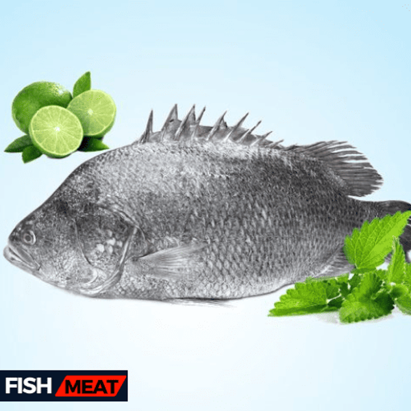 Koi Koral (5 kg+ Size)- 5 kg