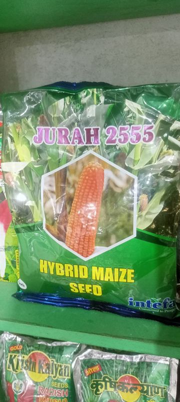 যুরাহ ২৫৫৫ হাইব্রিড ভূট্টা বীজ । Jurah 2555 Hybrid Corn  / Maize Seed