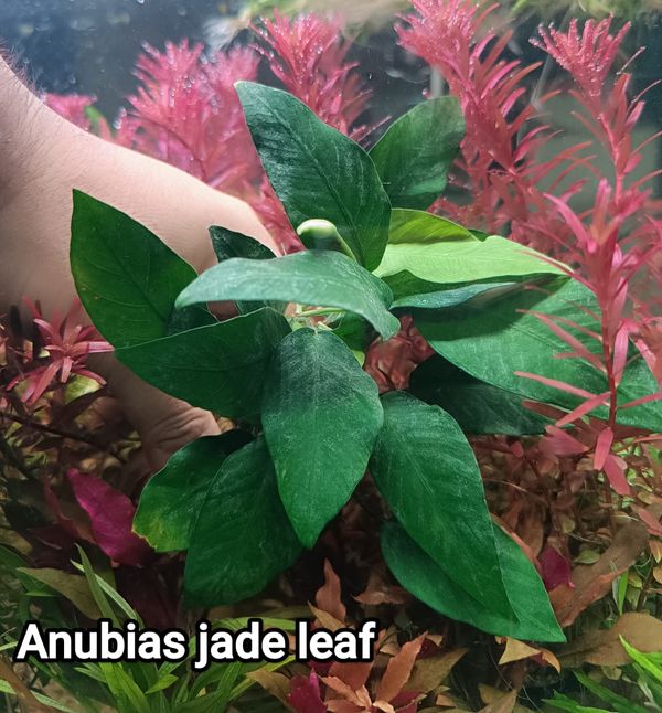Anubias jade leaf