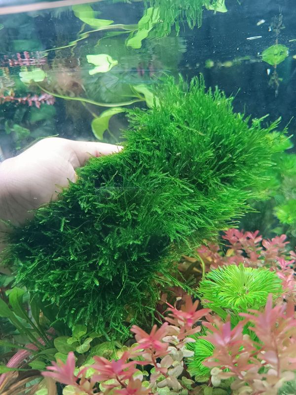 Triangle moss 20×8 cm pad