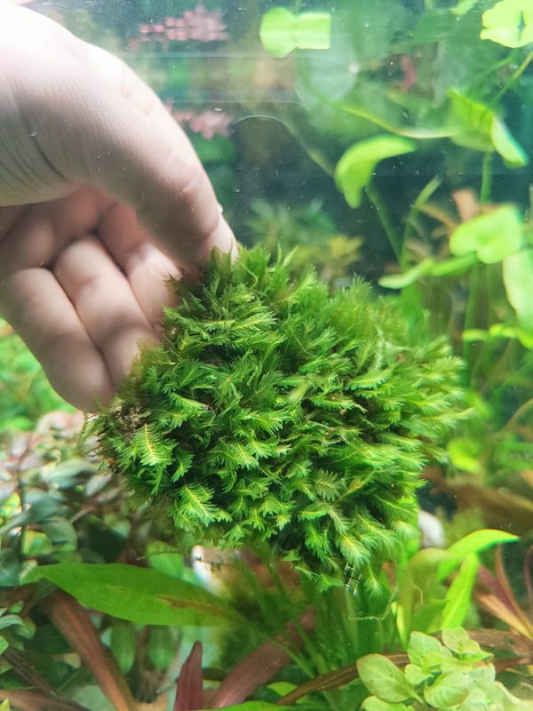 Fissiden moss pad 8×8 cm