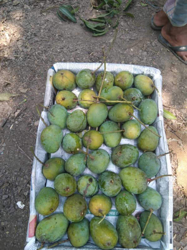 গোপাল ভোগ
