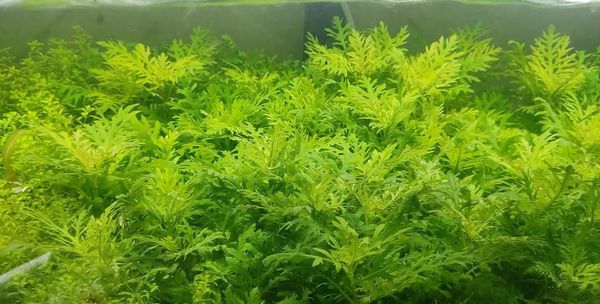 Difformis