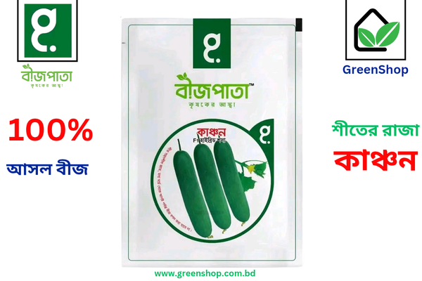 হাইব্রিড শসা বীজ কাঞ্চন। F1 Hybrid Cucumber Seeds Kanchan