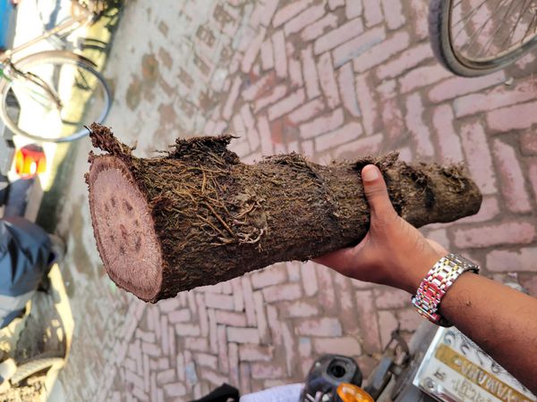 চুই ঝাল
