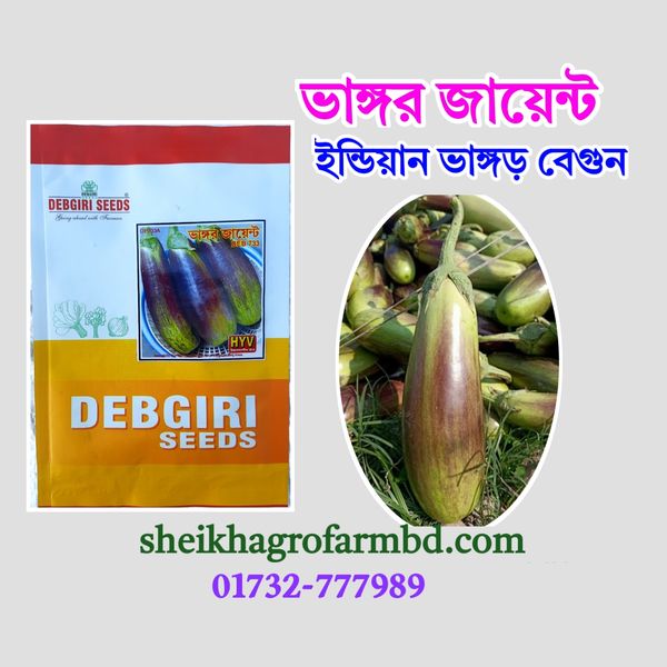 ভাঙ্গর বেগুন